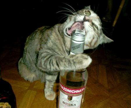 Funny+Cat+Drinking+Beer_.jpg
