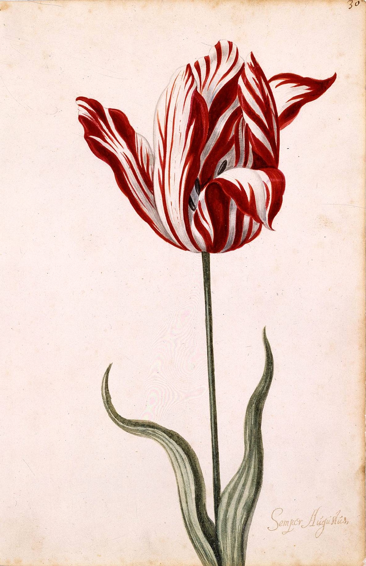 Semper_Augustus_Tulip_17th_century.jpg