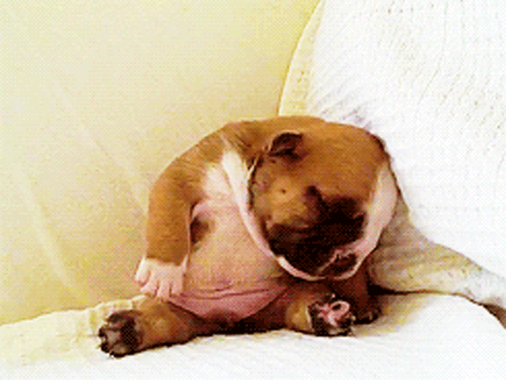 10-laziest-dog-breeds-that-will-keep-your-couch-potato-life-company_1.gif