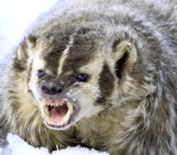 mean_badger.png