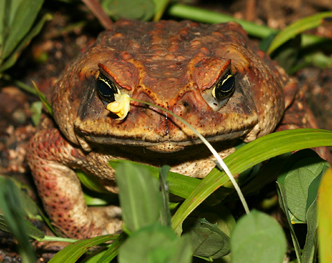 cane-toad-2.jpg