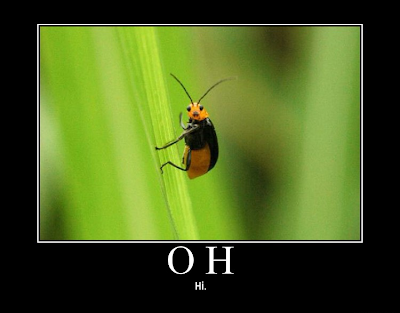 oh+hi+bug.png