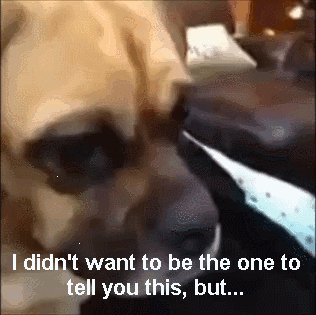 funny-pictures-youre-a-dog-animated-gif.gif