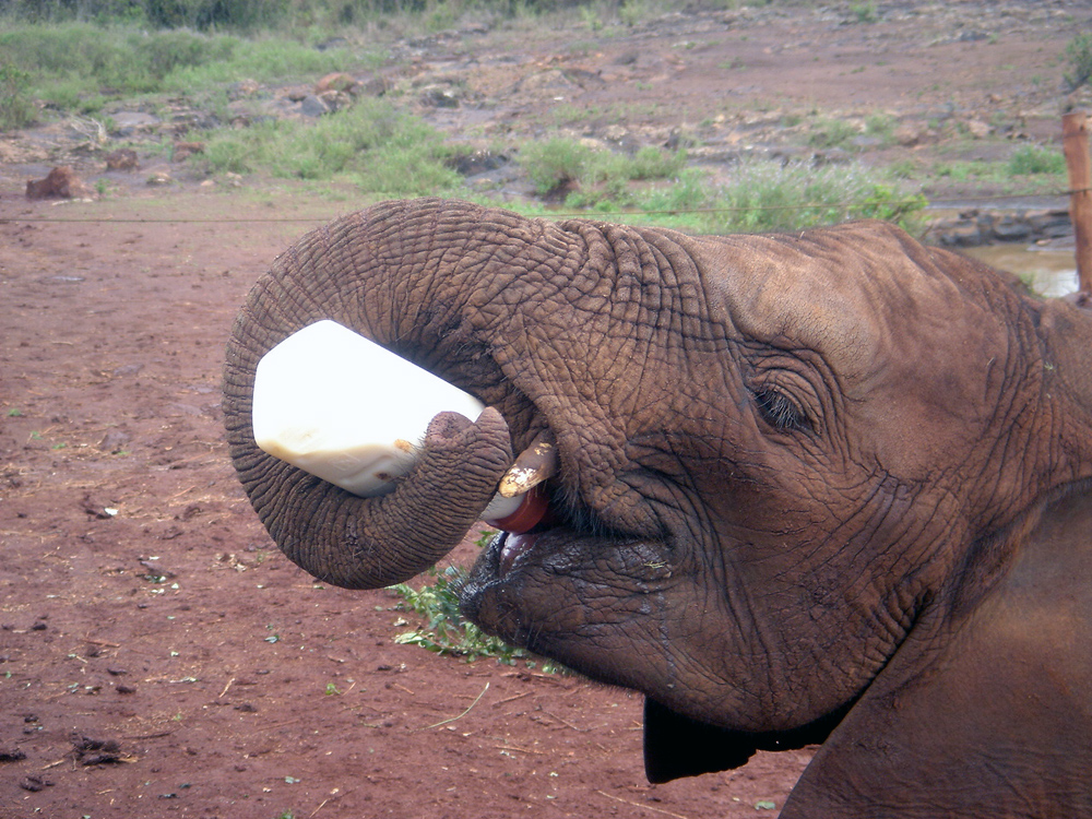 3-Elephant-Milk-Time-6.jpg