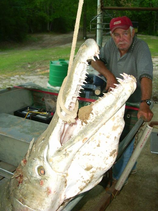 biggestalligatorgar1.jpg