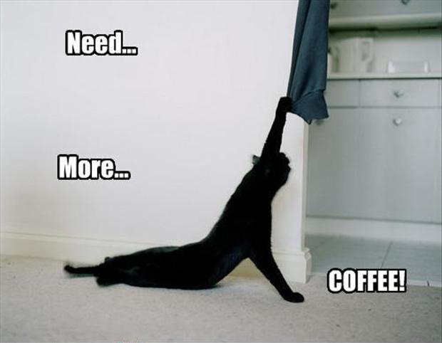 Funny-Cat-needs-more-coffee.jpg