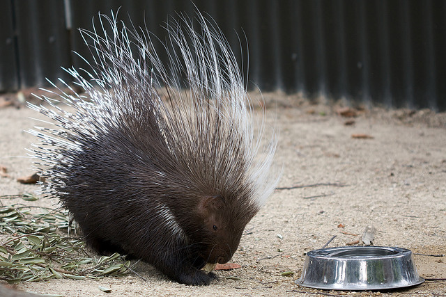 11_11_2013_porcupine.jpg