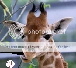 baby-giraffe-eating.jpg