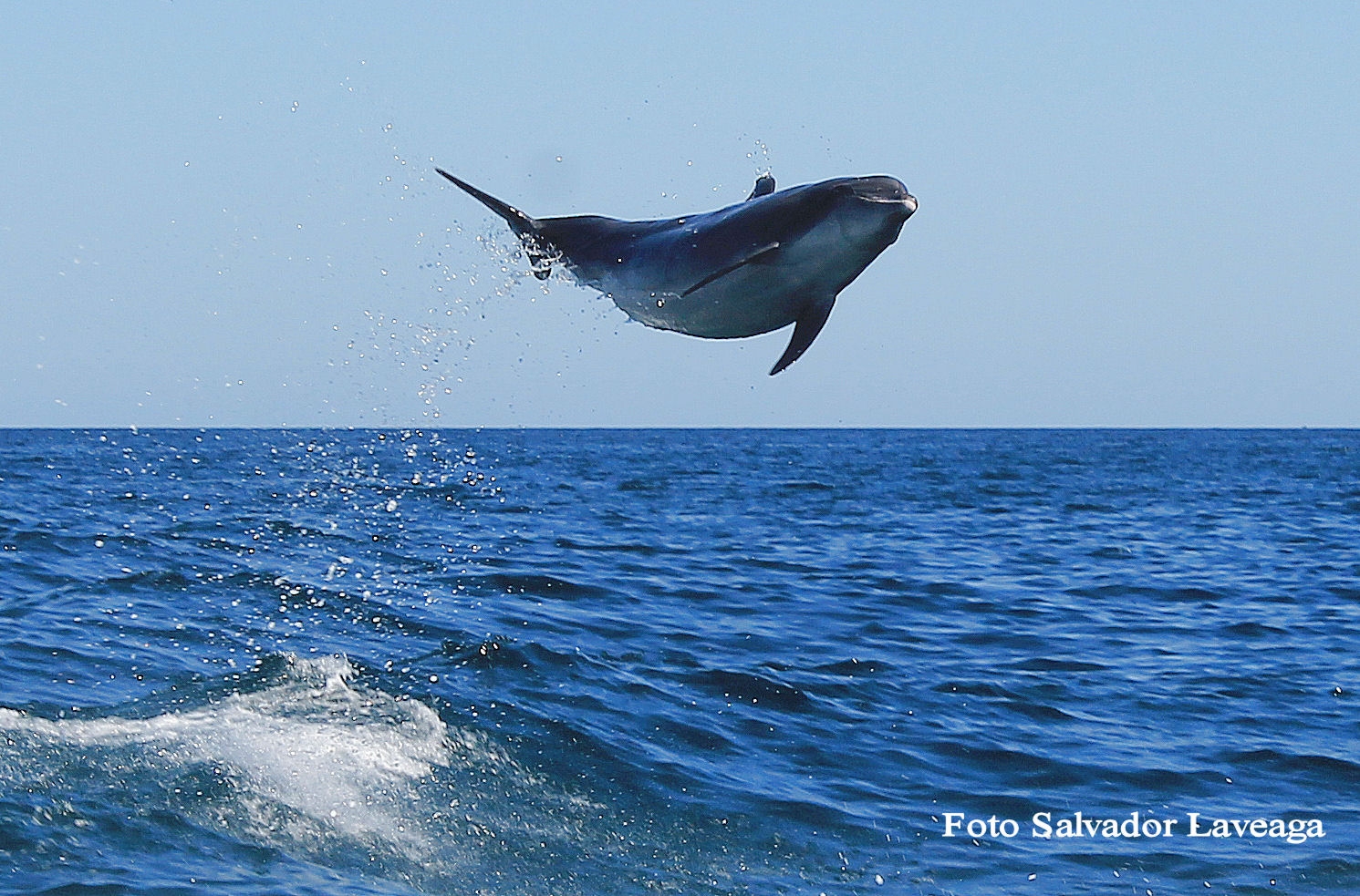 dolphins-los-cabos.jpg