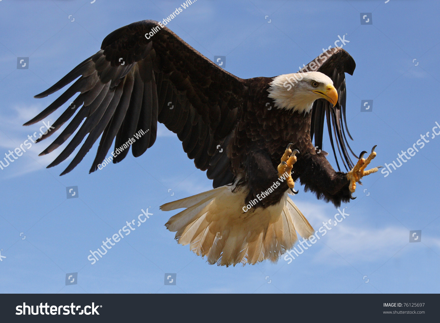 stock-photo-eagle-in-flight-76125697.jpg