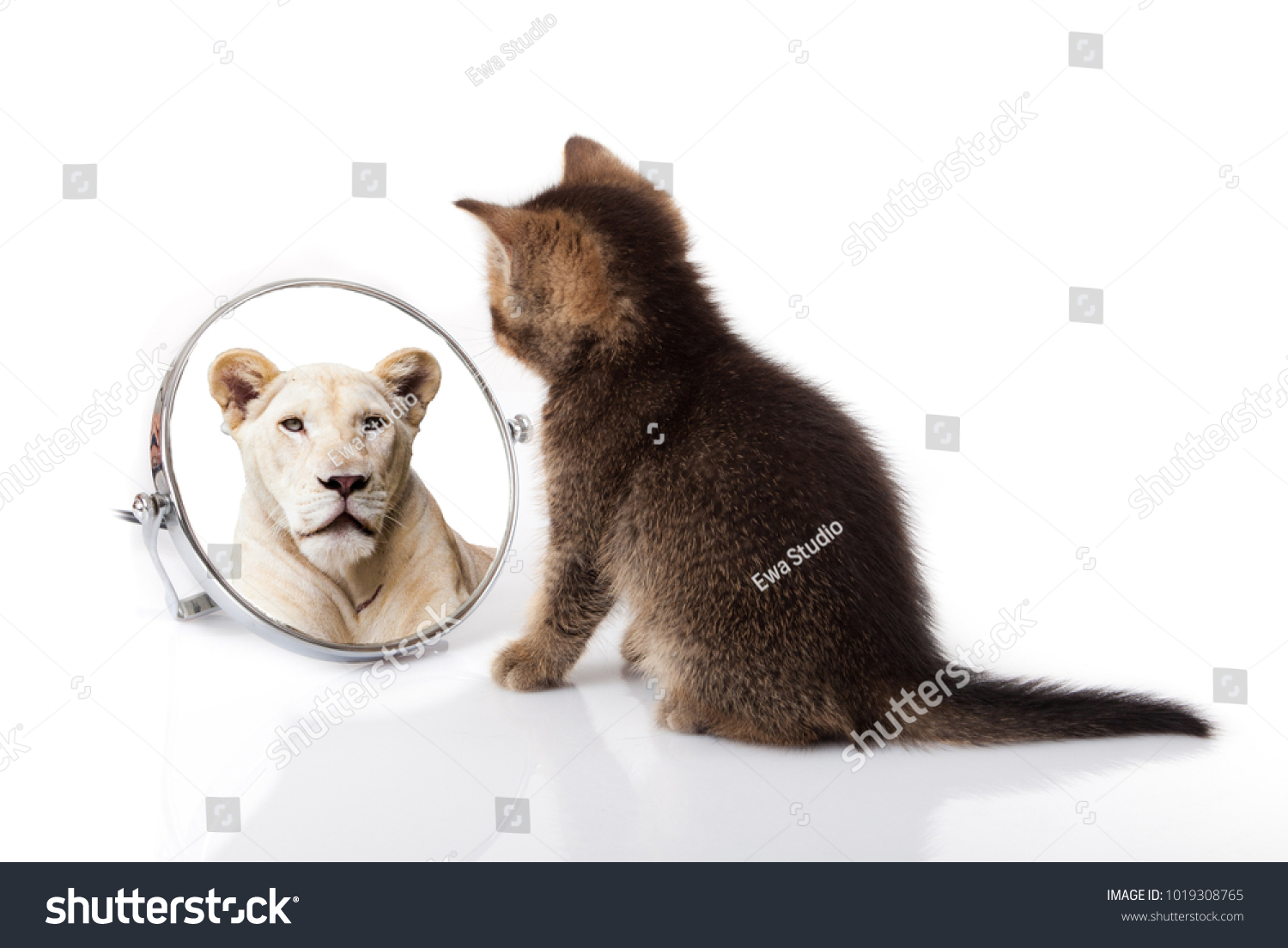 stock-photo-kitten-with-mirror-on-white-background-kitten-looks-in-a-mirror-reflection-of-a-lion-1019308765.jpg