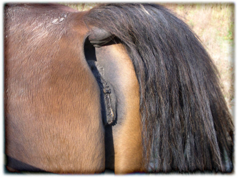 horse_ass_by_pooh_stock.jpg