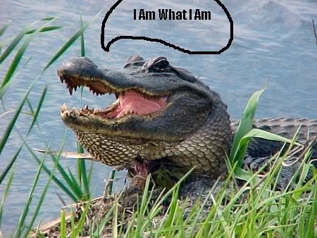 gator2.jpg