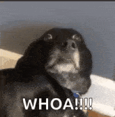 Funnyanimals Dog GIF - Funnyanimals Dog Shook GIFs