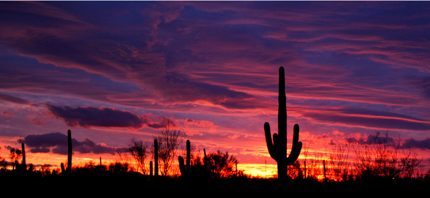 sunset-cactus1.png