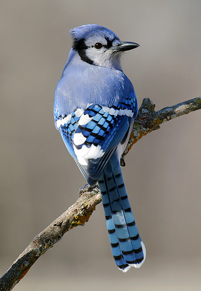 blue-jay.jpg