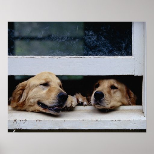 dogs_looking_out_a_window_posters-r24ae8c98a9474ff09d941552e1c79a05_wv3_8byvr_512.jpg