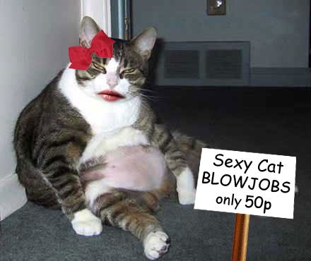 sexy-cat_12-18-2008.jpeg