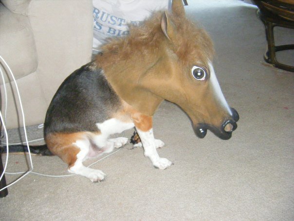 dog-with-horse%20-mask-head-12874421524.jpg