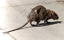 220px-Street-rat.jpg