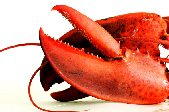 lobster-claw.jpg