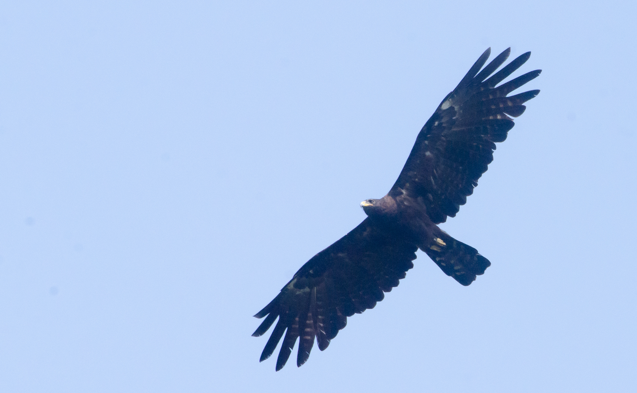 Black_Eagle_Nelliyampathi.jpg