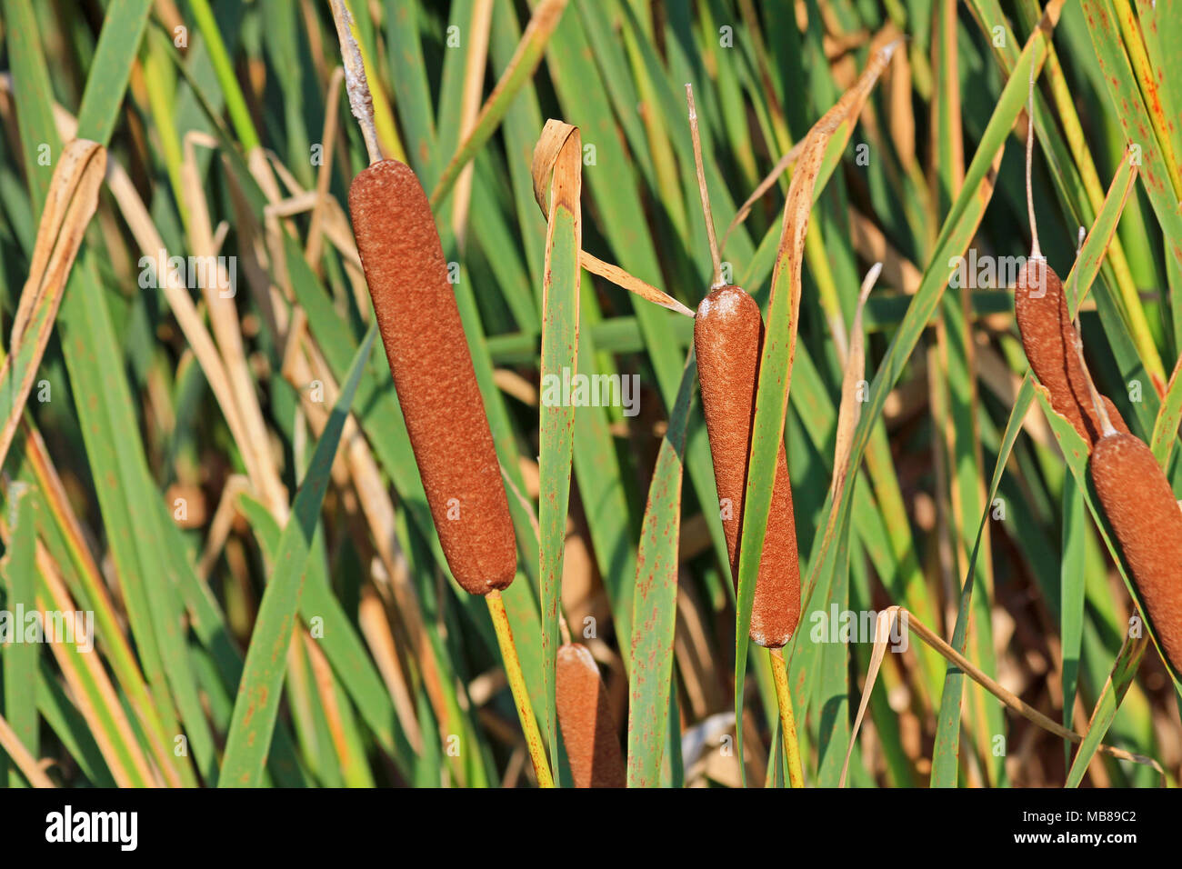 corn-dog-grass-MB89C2.jpg