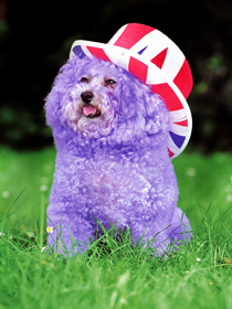 jubilee-dog-copy.jpg