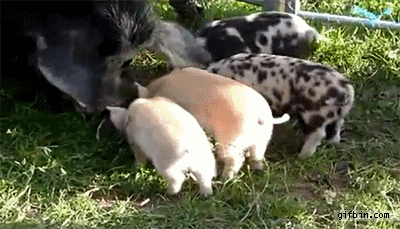 source.gif
