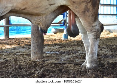 testes-genitals-male-bulls-most-260nw-1808161627.jpg