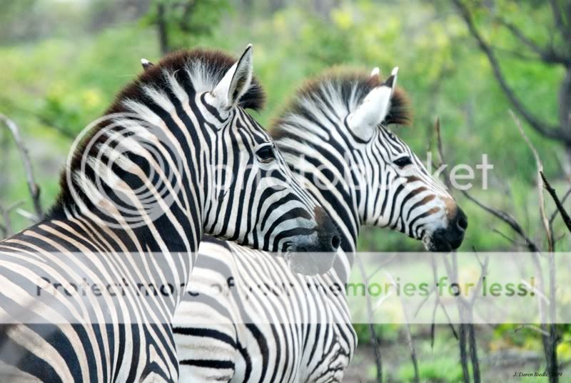 zebra.jpg
