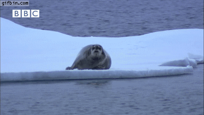 peeping-polar-bear.gif