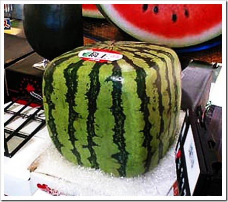 square-watermelon%2B%25281%2529.jpg