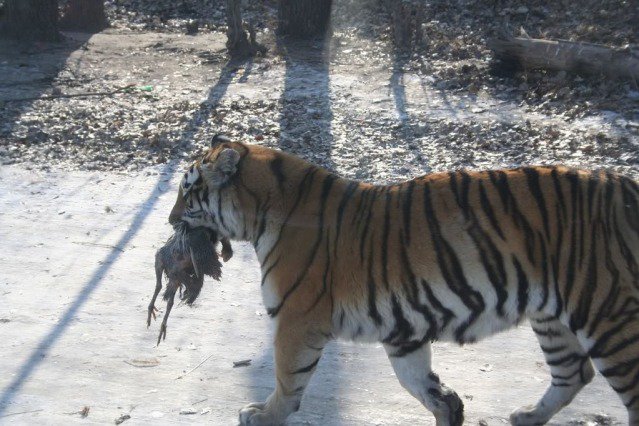 tiger+eats+chicken.jpg