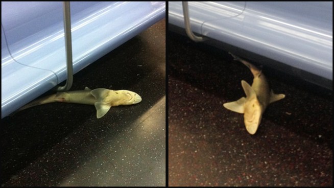 shark-on-subway-photos.jpg