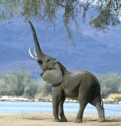 elephant.jpg