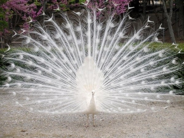 240850-white-peacock.jpg