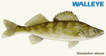 walleye.gif