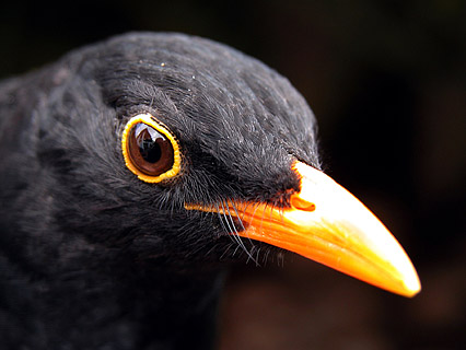 blackbird-face-close-up.jpg