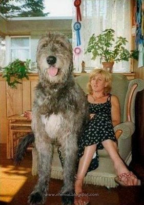 Biggest_dogs_003.jpg