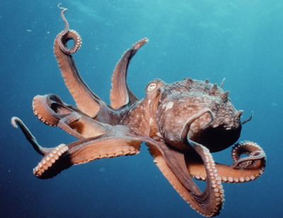 Size-of-an-Octopus.jpg