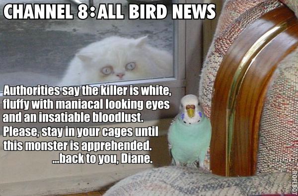 all_bird_news.jpg