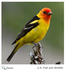 westerntanager6sm.jpg