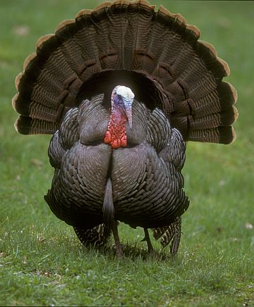 witu_wild_turkey3_rsz_pgc.jpg