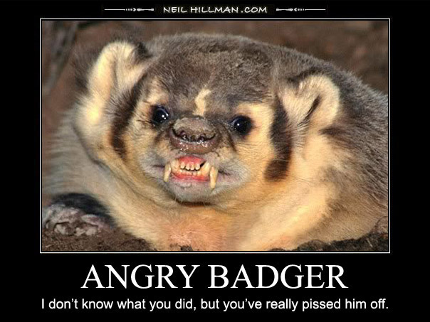 angry-badger.jpg