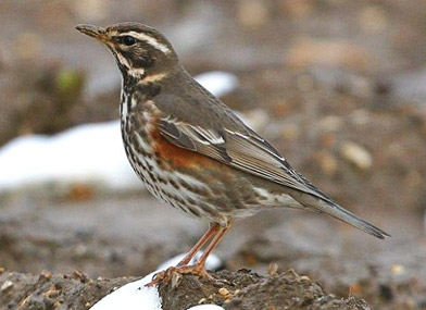 redwing01nb.jpg