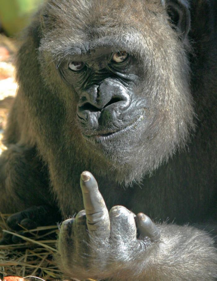 749_700x906_Gorilla_showing_you_the_middle_finger.jpeg