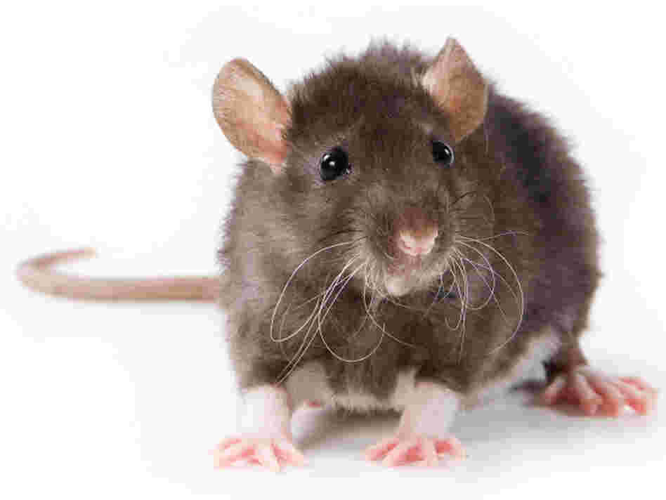 rat-987c78e8f6d5124306d52a0a978ad8853a9d8988-s6-c10.jpg