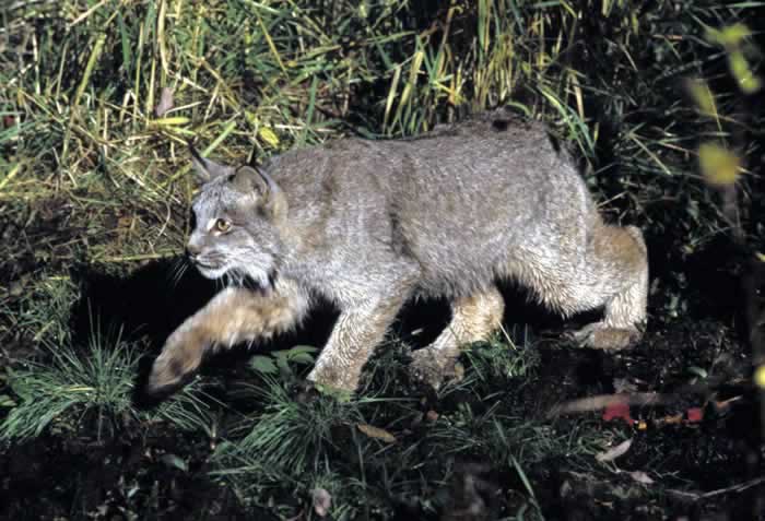 lynx5.jpg