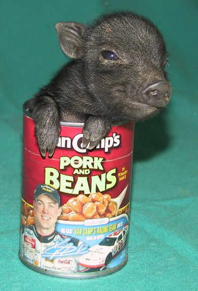 pork_beans.jpg